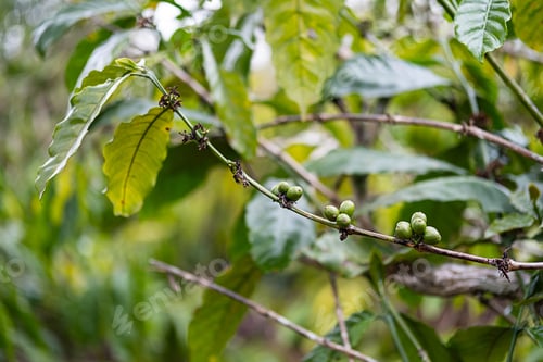 Preview: Coffee beans on coffee trees plantation, close up. Organic coffee berries in tropical garden.