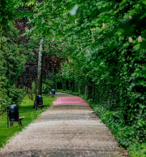 Preview: alley with blossom trees in springtime