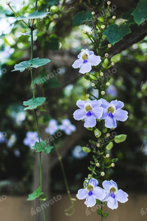 Preview: Blue orchid in garden
