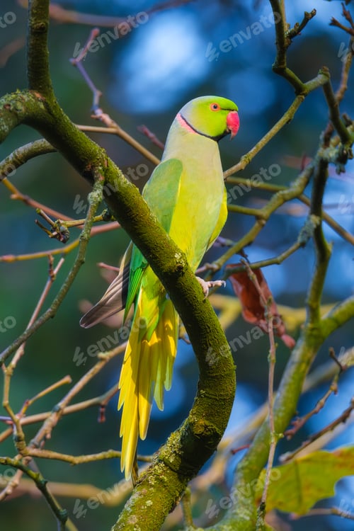 Preview: Rose-ringed parakeet. Bird on a branch. Blurred background. Animals in wild nature.