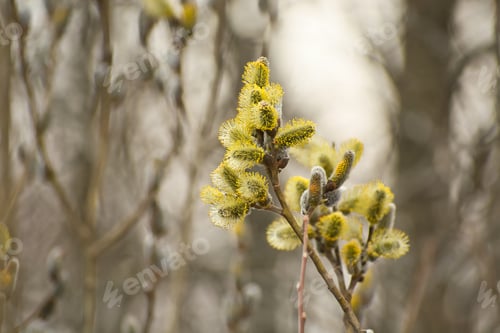 Preview: Yellow fluffy catkins on a branch