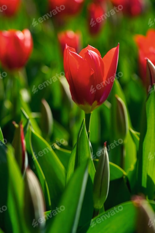 Preview: Close-up of tulip with red colorful petals and green leaves in a field of blooming tulips at