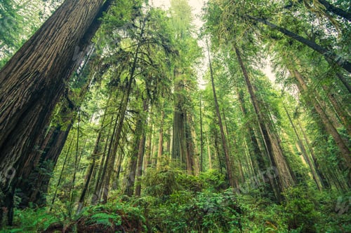 Preview: Giant Redwoods Forest