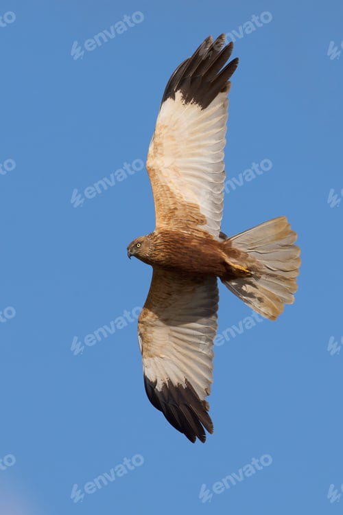 Preview: Western marsh harrier (Circus aeruginosus)