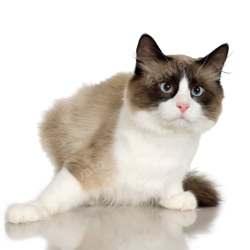Preview: cat
