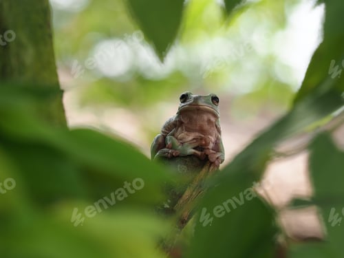 Preview: green frog