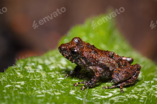 Vista previa: Side view of a tiny frog
