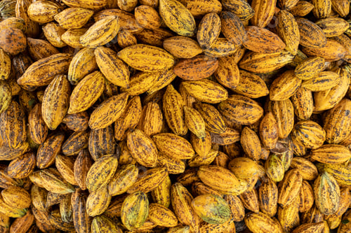 Visualização: Grãos de cacau e vagem de cacau em uma superfície de madeira.