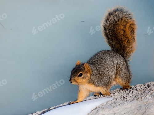 Preview: Squirrel