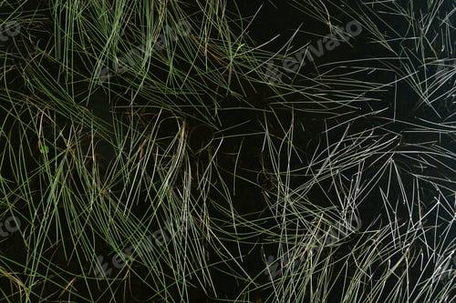 Preview: Plants in the waters of the lake