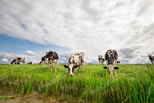 Preview: black and white milk cows on pasture