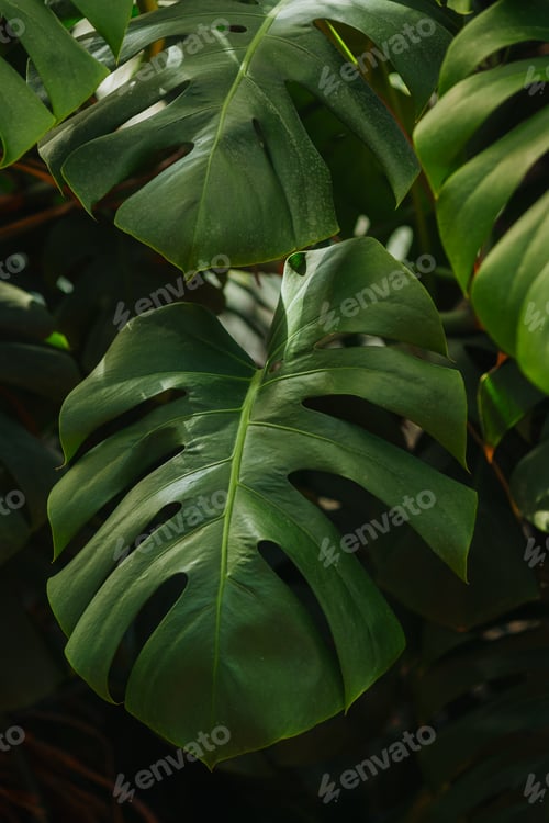 Preview: Monstera deliciosa leaf macro vertical composition – concept: natural detail and botanical backdrop