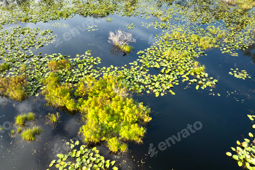 Preview: Forest lake wildlife in Florida