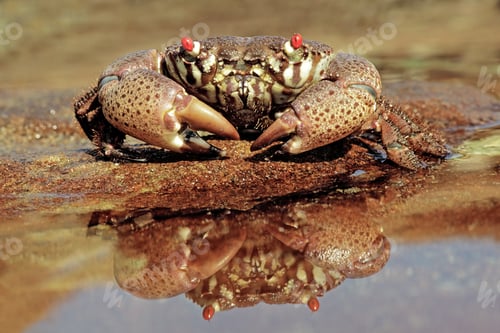 Preview: A red-eyed xanthid crab (Eriphia spp) on coastal rocks, South Africa