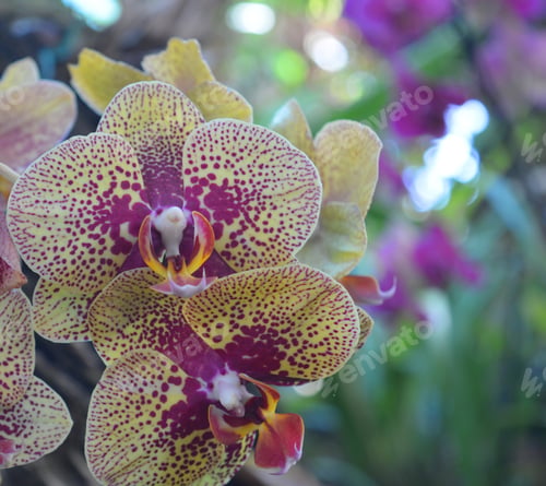 Preview: Orchid portrait, selective focus with bokeh background