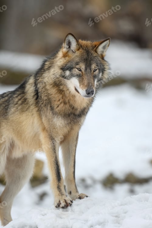 Preview: Gray wolf in the winter forest. Wolf in the nature habitat