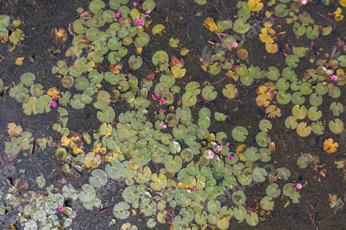 Preview: Lotus flowers in pond, sea or lake in national park in Thale Noi, Thailand.