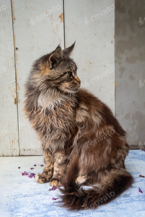 Preview: brown fluffy Maine Coon cat sits with his paws folded on the windowsill, keeping purebred pets