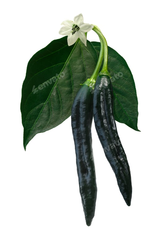 Preview: Pasilla Bajio chilaca pepper, path