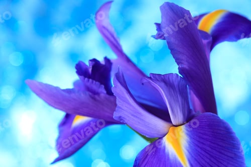 Preview: Beautiful blue iris flowers background