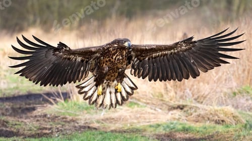 Preview: White-tailed eagle (haliaeetus albicilla)