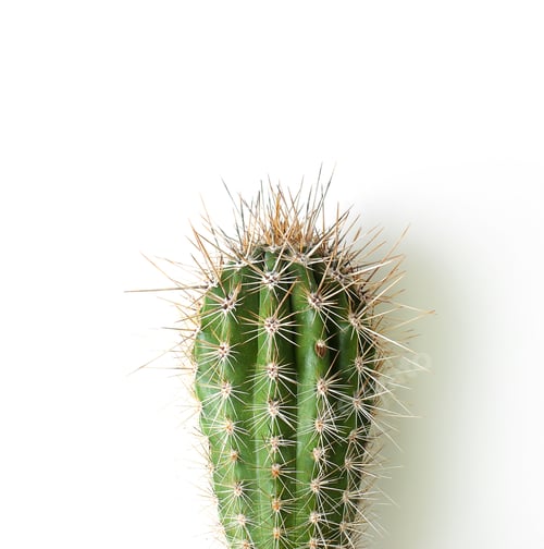 Preview: Cactus