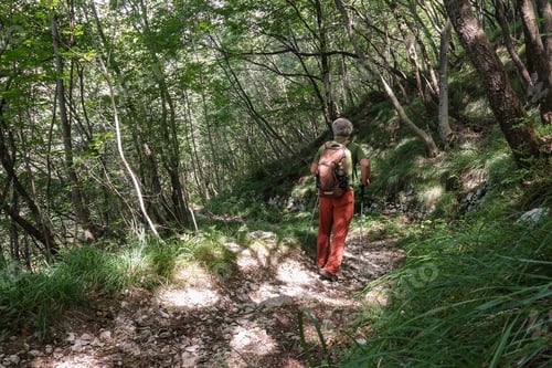Preview: Hiker walking on trail in the forest.