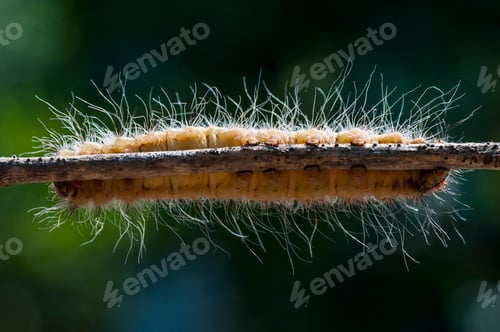 Preview: Caterpillar on plant branch in forest