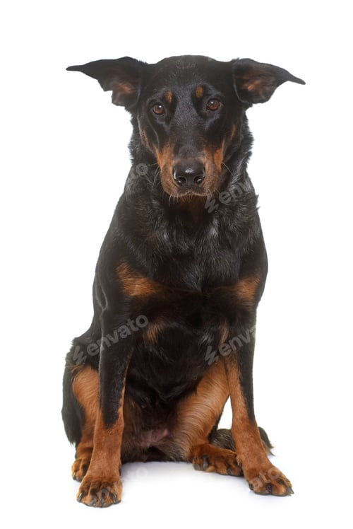 Preview: beauceron in studio