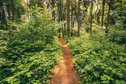 Preview: Beautiful Path Lane Walkway Way In Summer Forest. Healthy Walkin