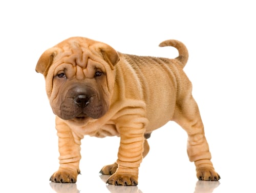 Preview: Sharpei