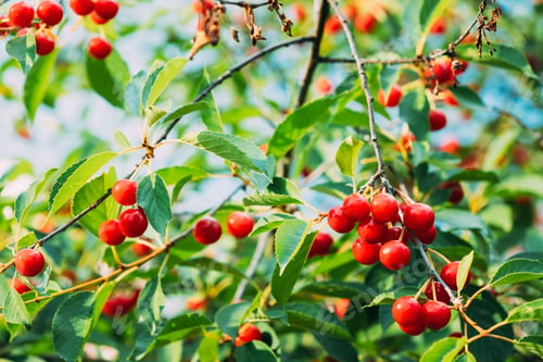 Preview: Red Ripe Berries Prunus subg. Cerasus on tree In Summer Vegetable Garden