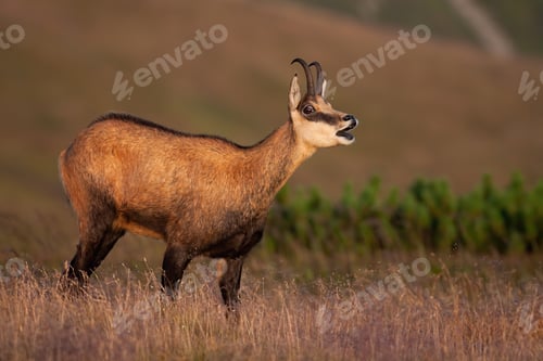 Preview: Tatra chamois bleating on meadow in summer nature