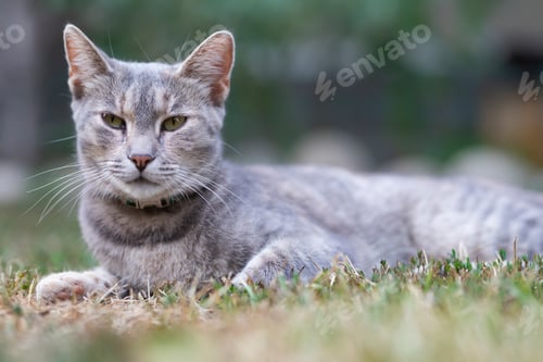 Preview: Relaxed and happy cat gets pleasure basking in the summer sun
