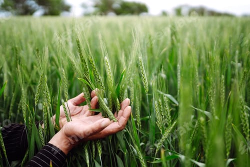 Preview: Farmer hand touches, checks immature sprouts of wheat. Agricultural growth, farming business concept