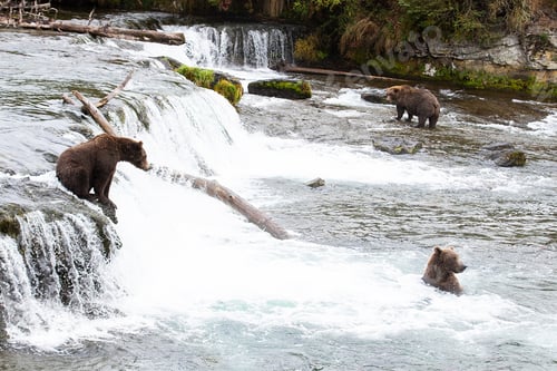 Preview: Wild Alaskan Grizzly Bear at Brooks Falls in Katmai, Alaska