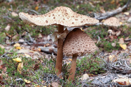 Preview: Big and small parasol mushroom - edible mushroom