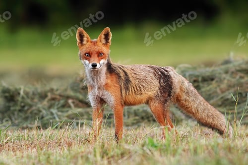 Preview: Attentive red fox facing camera on a freshly harvested hay field in summer