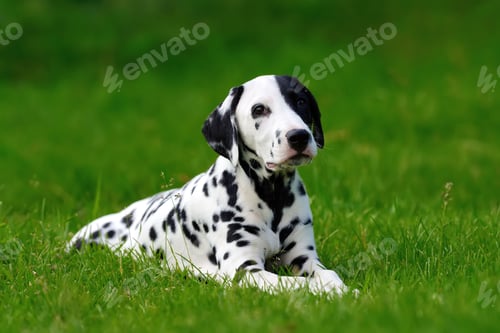 Preview: Dalmatian dog outdoors in summer