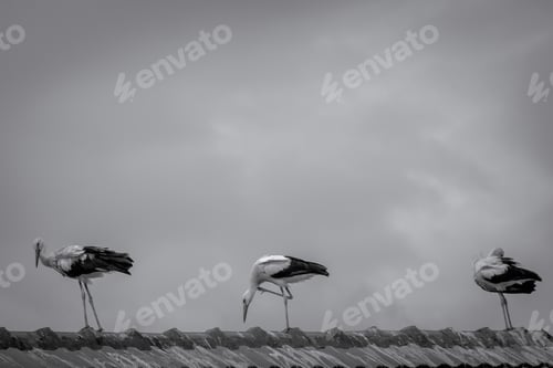 Preview: Greyscale shot of three white storks standing in the roof of a house under the dark cloudy sky