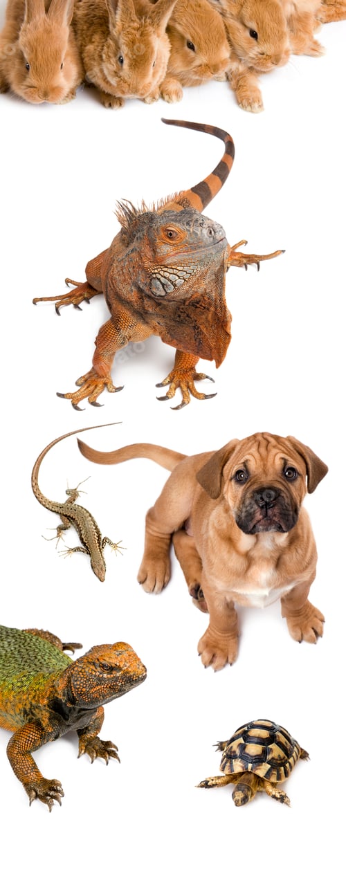 Preview: Group of animals in front of white background, studio shot