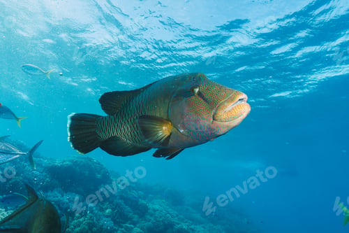 Preview: Cheilinus undulatus, maori wrasse humphead fish in australia