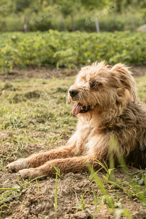 Preview: Cute dog playing in the garden