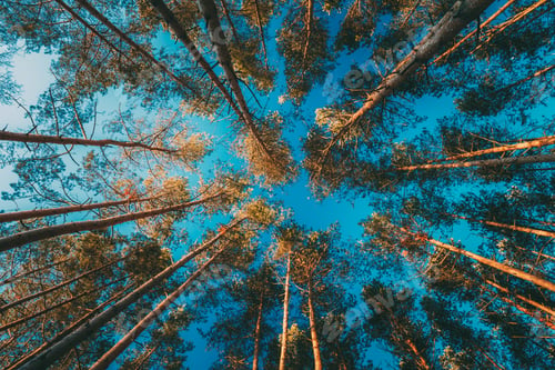 Preview: Canopy Of Tall Pine Trees. Upper Branches Of Woods In Coniferous