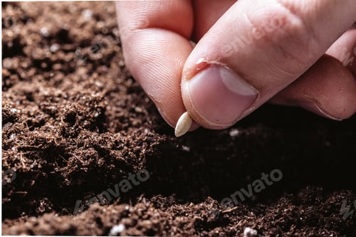 Preview: Closeup of a males hand planting seeds