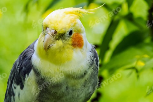 Preview: cockatiel, bird, pet, parrot
