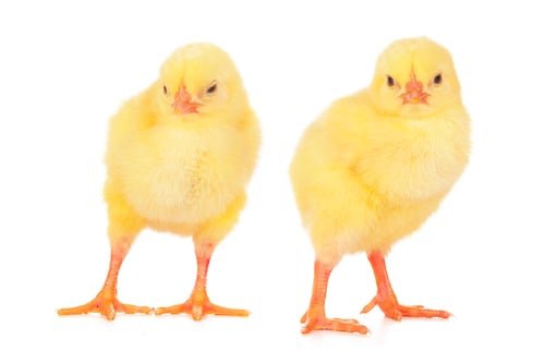Preview: chicks in front of white background. Creative photo