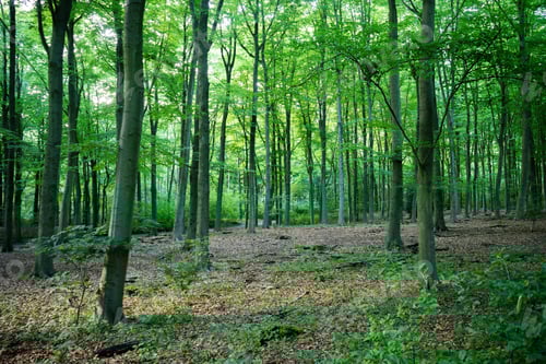 Vorschau: Schöne Aufnahme eines Waldes, umgeben von Laub, frischen grünen Bäumen.