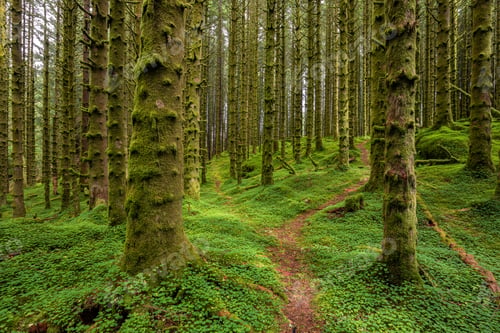 Preview: Hiking Trail In a Forest