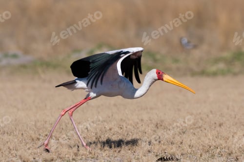 Preview: An elegant stork strides confidently across the open savannah.